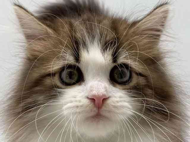 島根県のサイベリアン (ひごペットフレンドリーイオンモール出雲店/2025年11月26日生まれ/女の子/ブラウンタビーホワイト)の子猫の1枚目の画像