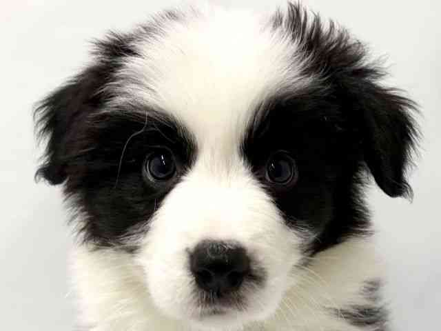 京都府のボーダーコリー (ひごペットフレンドリー京都店/2025年11月28日生まれ/男の子/ブラックホワイト)の子犬の1枚目の画像