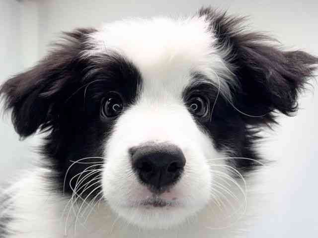 京都府のボーダーコリー (ひごペットフレンドリー洛北阪急スクエア店/2025年11月28日生まれ/男の子/ブラックホワイト)の子犬の1枚目の画像