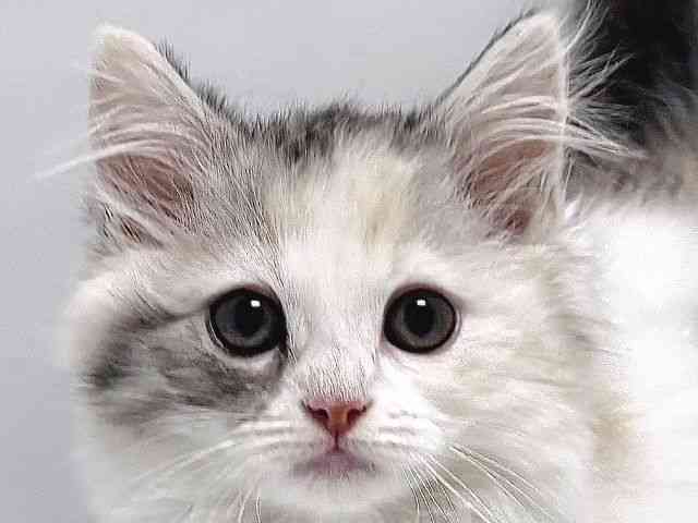 奈良県のマンチカン (ひごペットフレンドリー奈良パワーシティ店/2025年11月28日生まれ/女の子/シルバーパッチドタビーホワイト)の子猫の1枚目の画像