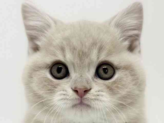 大阪府のスコティッシュフォールド (ひごペットフレンドリーくずはモール店/2025年11月30日生まれ/男の子/クリームタビー)の子猫の1枚目の画像