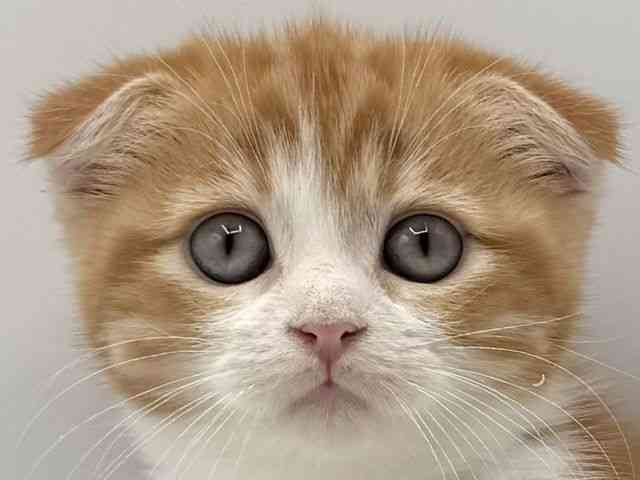 愛知県のスコティッシュフォールド (ひごペットフレンドリープライムツリー赤池店/2025年11月30日生まれ/女の子/レッドタビーホワイト)の子猫の1枚目の画像