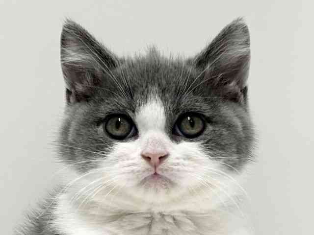 愛知県のブリティッシュショートヘアー (ひごペットフレンドリーららぽーと名古屋みなとアクルス店/2025年11月30日生まれ/男の子/ブルーホワイト)の子猫