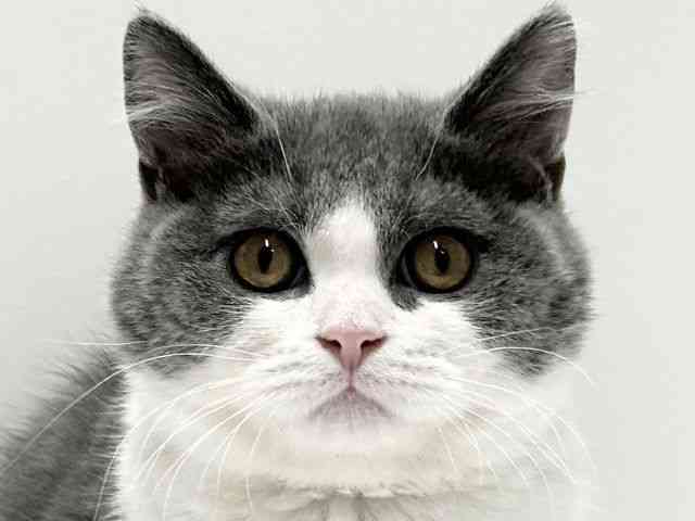 愛知県のブリティッシュショートヘアー (ひごペットフレンドリーららぽーと名古屋みなとアクルス店/2025年11月30日生まれ/男の子/ブルーホワイト)の子猫の1枚目の画像