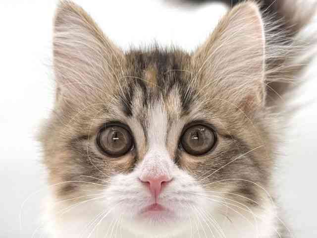 大阪府のマンチカン (ひごペットフレンドリーイオンそよら海老江店/2025年11月26日生まれ/女の子/ブラウンパッチドタビーホワイト)の子猫の1枚目の画像