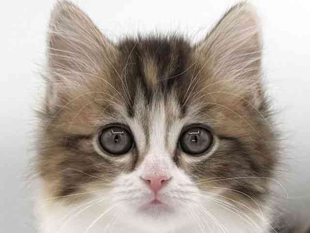 大阪府のマンチカン (ひごペットフレンドリーイオンそよら海老江店/2025年11月26日生まれ/女の子/ブラウンパッチドタビーホワイト)の子猫の1枚目の画像