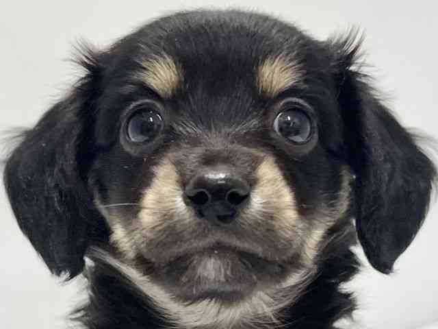 高知県のチワックス(チワワ×ダックス) (ひごペットフレンドリーイオンモール高知店/2025年11月30日生まれ/男の子/ブラッククリーム)の子犬の1枚目の画像