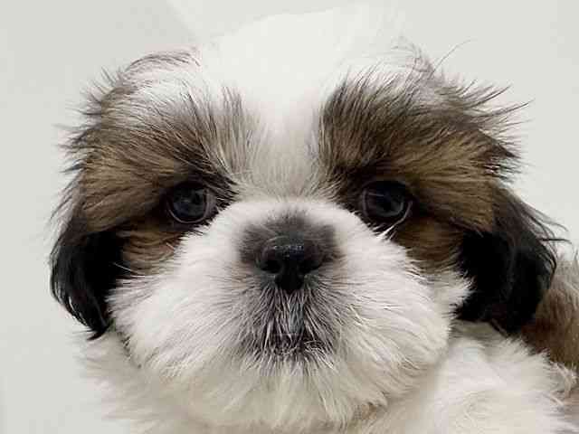 奈良県のシーズー (ひごペットフレンドリーイオンモール橿原ウエスト・ビレッジ店/2025年11月30日生まれ/男の子/ホワイトゴールド)の子犬の1枚目の画像