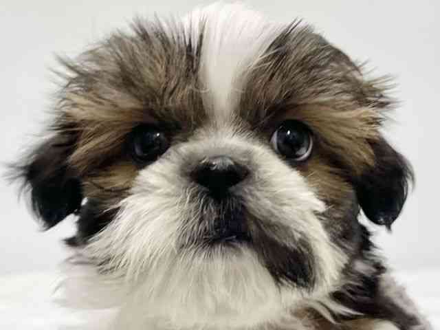 高知県のシーズー (ひごペットフレンドリーイオンモール高知店/2025年11月30日生まれ/男の子/ホワイトゴールド)の子犬の1枚目の画像