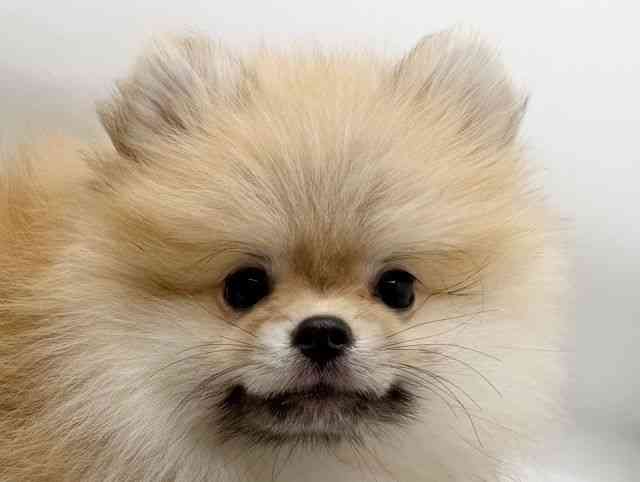 兵庫県のポメラニアン (ひごペットフレンドリーコロワ甲子園店/2025年11月27日生まれ/女の子/オレンジ)の子犬の1枚目の画像