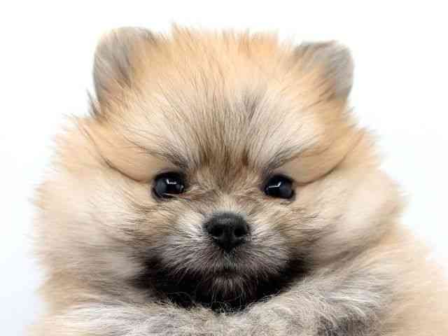 兵庫県のポメラニアン (ひごペットフレンドリーコロワ甲子園店/2025年11月27日生まれ/女の子/オレンジ)の子犬