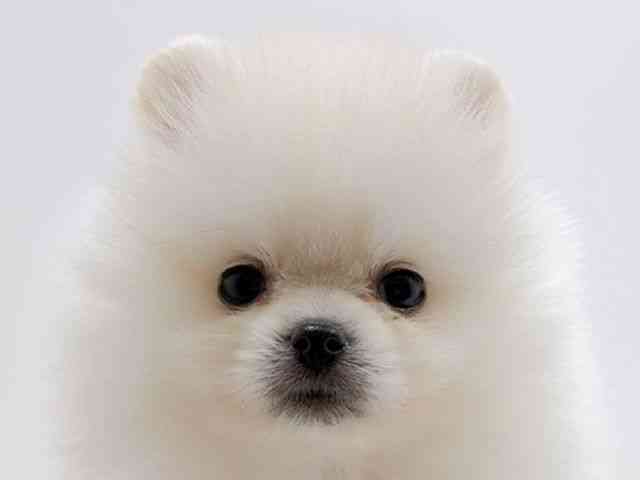 広島県のポメラニアン (ひごペットフレンドリーフジグラン神辺店/2025年11月27日生まれ/男の子/ホワイト)の子犬の1枚目の画像