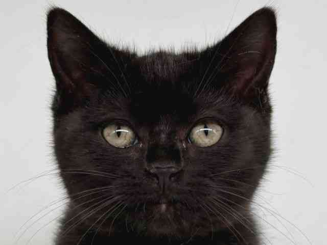 大阪府のマンチカン (ひごペットフレンドリー瓜破店/2025年11月27日生まれ/女の子/ブラック)の子猫の1枚目の画像