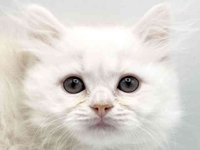 奈良県のミヌエット (ひごペットフレンドリートナリエ大和高田店/2025年11月29日生まれ/男の子/クリームタビーホワイト)の子猫の1枚目の画像