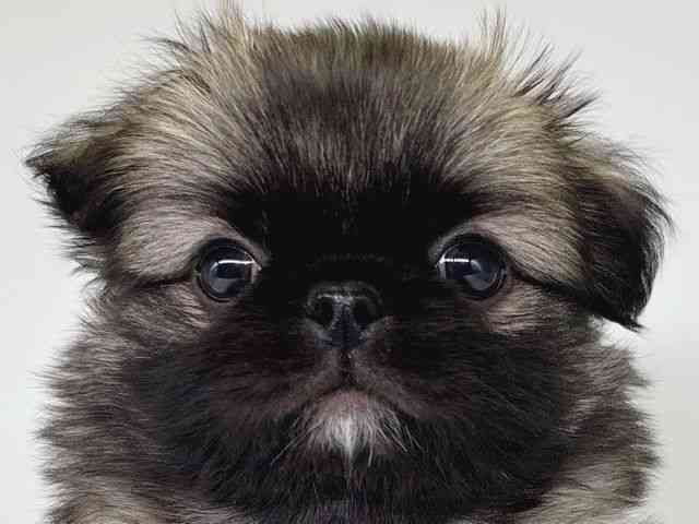 大阪府のチワペキ/ペキチー/ペキチワ(チワワ×ペキニーズ) (ひごペットフレンドリー瓜破店/2025年11月26日生まれ/男の子/フォーン)の子犬の1枚目の画像