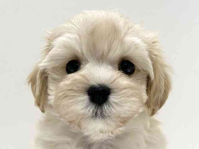 愛知県のハーフ犬・ミックス犬 (ひごペットフレンドリーららぽーと名古屋みなとアクルス店/2025年11月27日生まれ/男の子/クリーム)の子犬