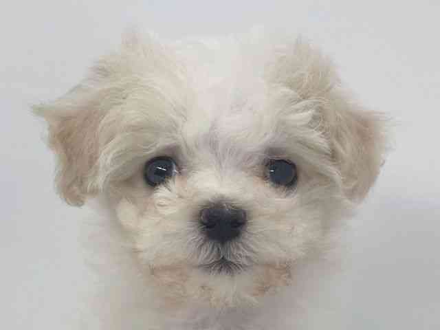 兵庫県のハーフ犬・ミックス犬 (ひごペットフレンドリーイオンタウン加古川店/2025年11月27日生まれ/女の子/クリーム)の子犬