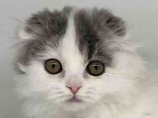 徳島県のスコティッシュフォールド (ひごペットフレンドリーゆめタウン徳島店/2025年11月24日生まれ/女の子/ブルータビーホワイトバン)の子猫