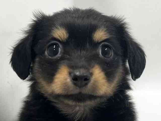 京都府のチワックス(チワワ×ダックス) (ひごペットフレンドリー京都店/2025年11月29日生まれ/女の子/ブラックタン)の子犬の1枚目の画像