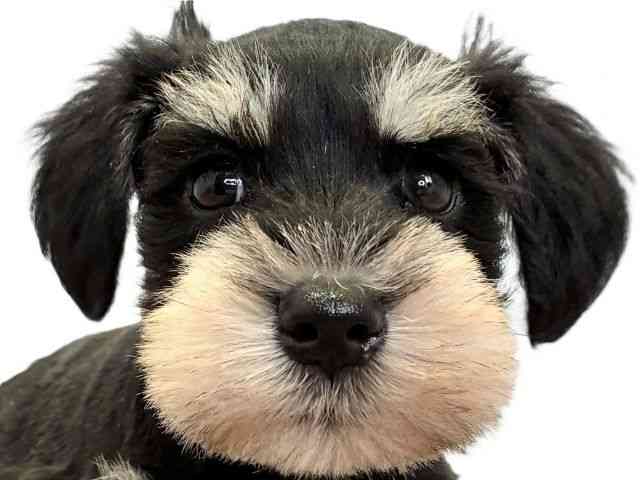 愛媛県のミニチュアシュナウザー (ひごペットフレンドリーエミフルMASAKI店/2025年11月30日生まれ/男の子/ブラックシルバー)の子犬の1枚目の画像