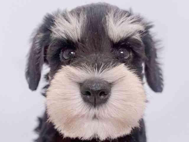 大阪府のミニチュアシュナウザー (ひごペットフレンドリーイズミヤショッピングセンター千里丘店/2025年11月30日生まれ/男の子/ブラックシルバー)の子犬