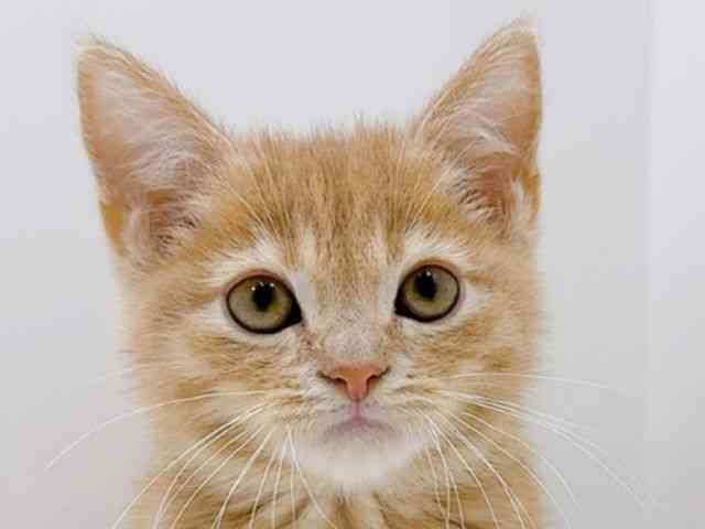 広島県のスコティッシュフォールド (ひごペットフレンドリーフジグラン神辺店/2025年11月25日生まれ/男の子/クリームタビー)の子猫の1枚目の画像