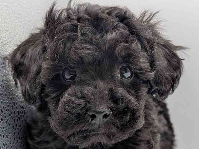 香川県のトイプードル(トイ) (ひごペットフレンドリーゆめタウン高松店/2025年11月30日生まれ/女の子/ブラック)の子犬