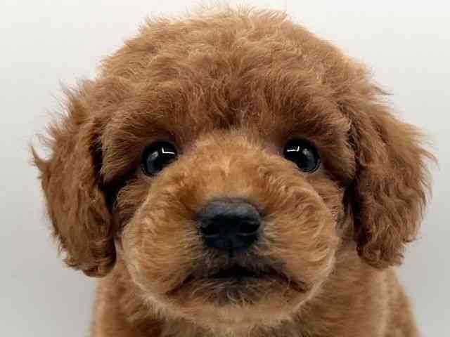 京都府のトイプードル(トイ) (ひごペットフレンドリーイオンモール高の原店/2025年11月30日生まれ/男の子/レッド)の子犬の1枚目の画像