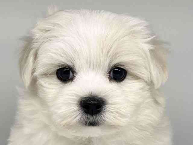 徳島県のマルチーズ (ひごペットフレンドリーゆめタウン徳島店/2025年11月29日生まれ/男の子/ホワイト)の子犬