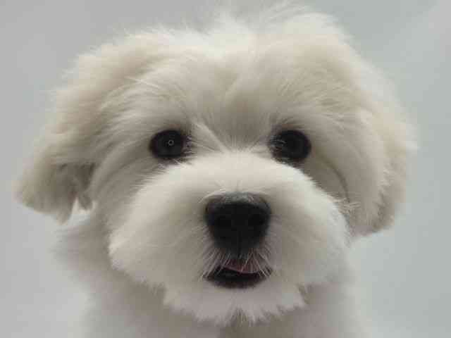 島根県のマルチーズ (ひごペットフレンドリーイオンモール出雲店/2025年11月29日生まれ/男の子/ホワイト)の子犬の1枚目の画像