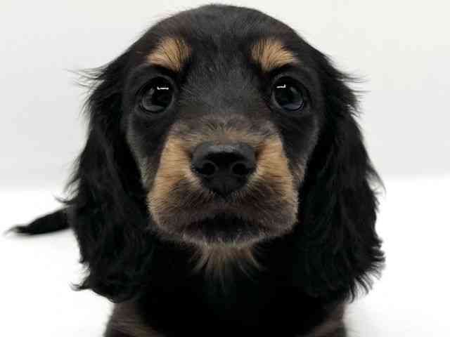 京都府のミニチュアダックスフンド(ロング) (ひごペットフレンドリーイオンモール高の原店/2025年11月29日生まれ/女の子/ブラックタン)の子犬