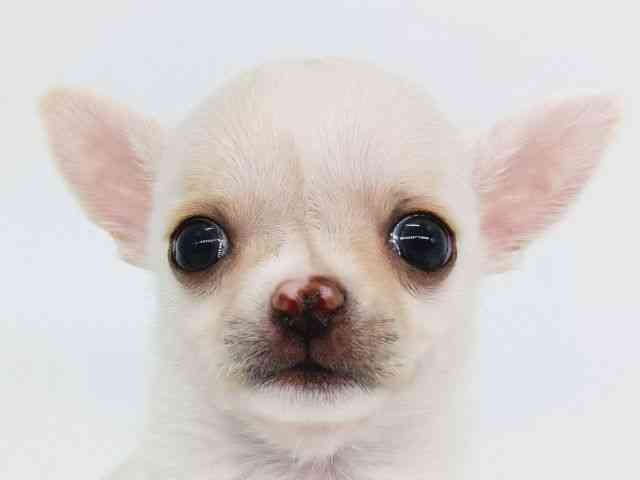 大阪府のチワワ(スムース) (ひごペットフレンドリー泉ヶ丘店/2025年11月29日生まれ/男の子/ホワイト)の子犬の1枚目の画像