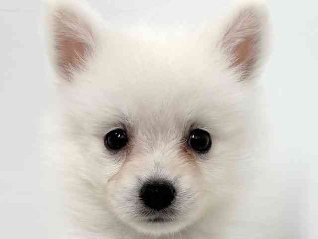 大阪府の日本スピッツ (ひごペットフレンドリーベルファⅡ都島店/2025年12月1日生まれ/男の子/ホワイト)の子犬の1枚目の画像