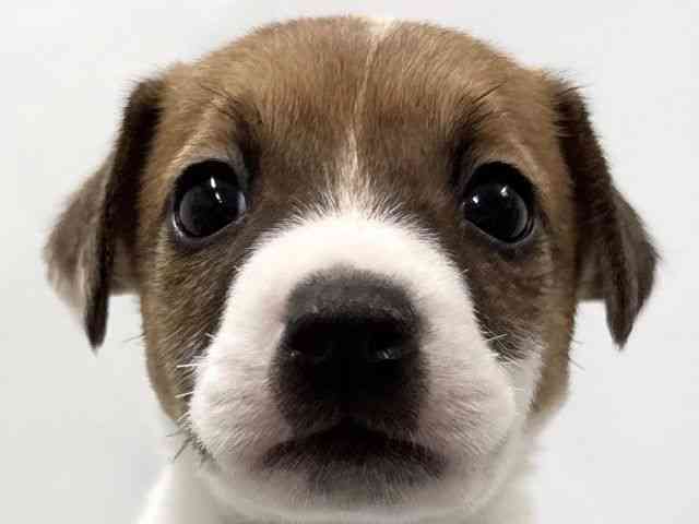 京都府のジャックラッセルテリア (ひごペットフレンドリー京都店/2025年11月30日生まれ/女の子/ホワイトタン)の子犬の1枚目の画像