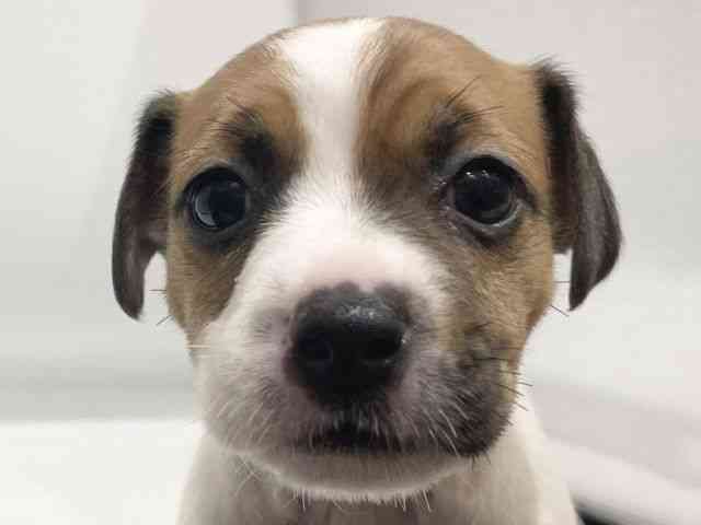 愛知県のジャックラッセルテリア (ひごペットフレンドリーヴィアモール アピタ江南西店/2025年11月30日生まれ/女の子/ホワイトタン)の子犬の1枚目の画像