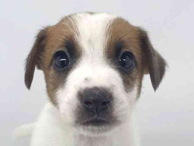 兵庫県のジャックラッセルテリア (ひごペットフレンドリーイオンタウン加古川店/2025年11月30日生まれ/男の子/ホワイトタン)の子犬