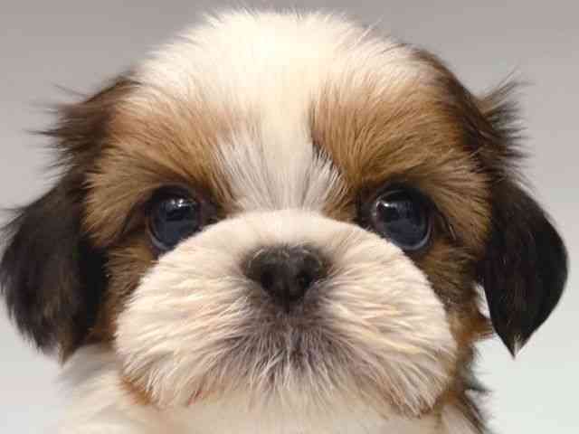 大阪府のシーズー (ひごペットフレンドリー岸和田店/2025年12月1日生まれ/男の子/ゴールドホワイト)の子犬の1枚目の画像