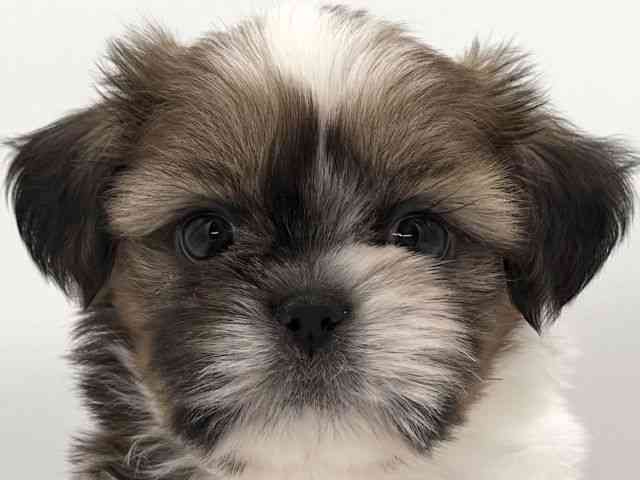 大阪府のシーズー (ひごペットフレンドリーイオンそよら海老江店/2025年12月1日生まれ/男の子/ゴールドホワイト)の子犬の1枚目の画像