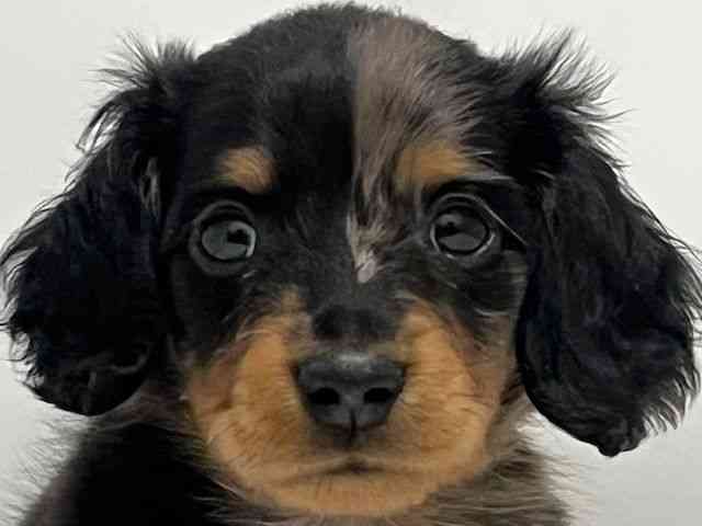 和歌山県のミニチュアダックスフンド(ロング) (ひごペットフレンドリーパームシティ和歌山店/2025年12月1日生まれ/女の子/シルバーダップル)の子犬の1枚目の画像