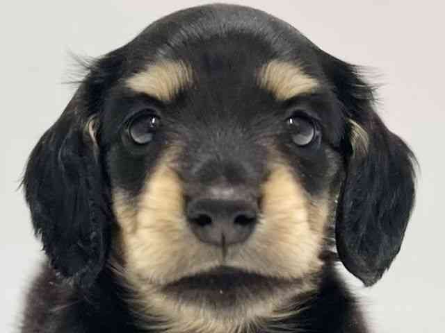 高知県のミニチュアダックスフンド(ロング) (ひごペットフレンドリーイオンモール高知店/2025年12月1日生まれ/男の子/ブラックタン)の子犬