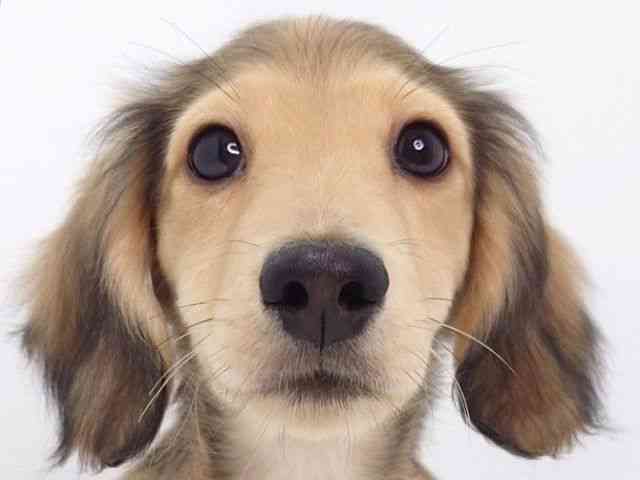 大阪府のミニチュアダックスフンド(ロング) (ひごペットフレンドリーいこらもーる泉佐野店/2025年12月1日生まれ/男の子/レッド)の子犬の1枚目の画像