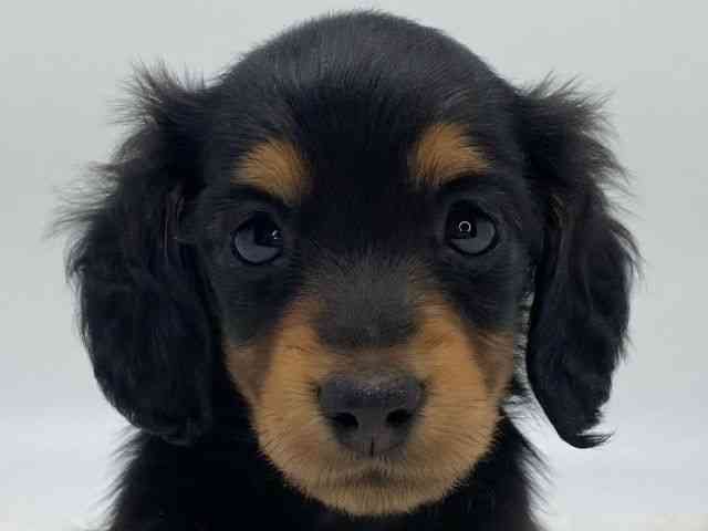 島根県のミニチュアダックスフンド(ロング) (ひごペットフレンドリーイオンモール出雲店/2025年12月1日生まれ/女の子/ブラックタン)の子犬の1枚目の画像