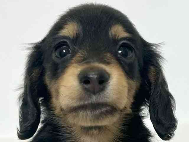 大阪府のミニチュアダックスフンド(ロング) (ひごペットフレンドリーアクロスプラザ住之江店/2025年12月1日生まれ/女の子/ブラックタン)の子犬の1枚目の画像