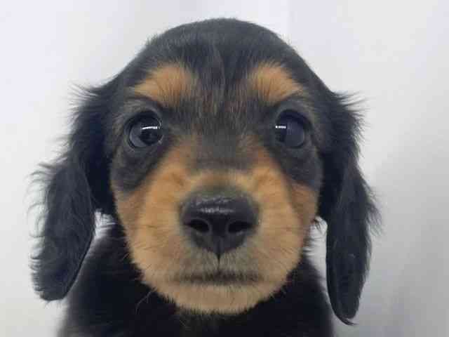 兵庫県のミニチュアダックスフンド(ロング) (ひごペットフレンドリーイオンタウン加古川店/2025年12月1日生まれ/男の子/ブラックタン)の子犬