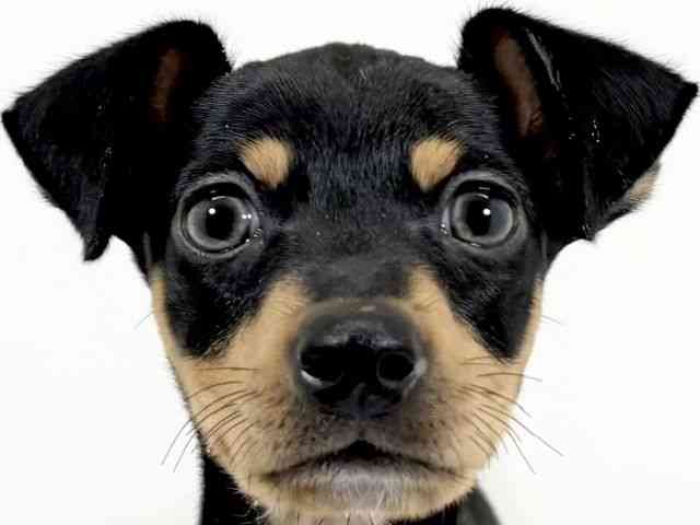 京都府のミニチュアピンシャー (ひごペットフレンドリーイズミヤショッピングセンター八幡店/2025年12月1日生まれ/女の子/ブラックタン)の子犬の1枚目の画像