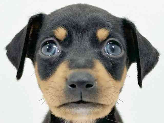 京都府のミニチュアピンシャー (ひごペットフレンドリーイズミヤショッピングセンター八幡店/2025年12月1日生まれ/女の子/ブラックタン)の子犬