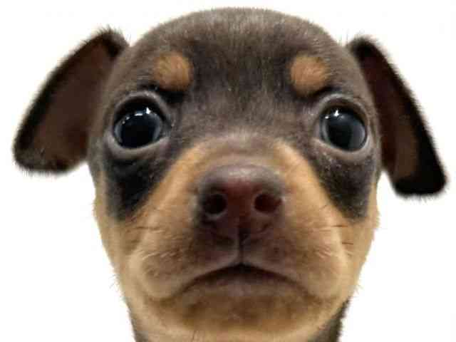 大阪府のミニチュアピンシャー (ひごペットフレンドリーイオン高槻店/2025年12月1日生まれ/女の子/チョコレートタン)の子犬の1枚目の画像