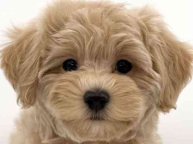 大阪府のマルプー(マルチーズ×プードル) (ひごペットフレンドリーイオンそよら海老江店/2025年11月29日生まれ/女の子/クリーム)の子犬の1枚目の画像