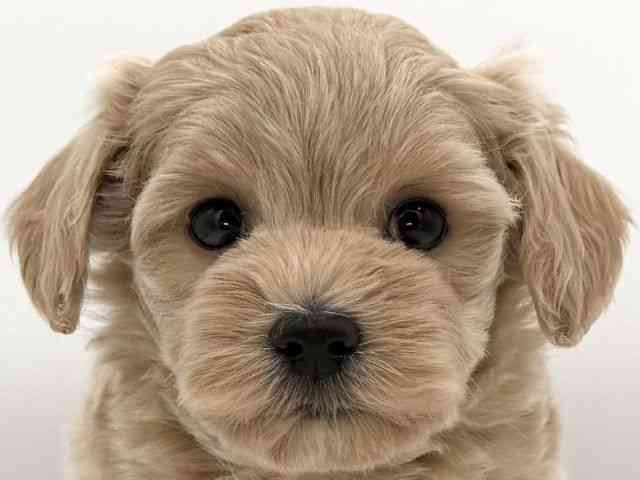 大阪府のマルプー(マルチーズ×プードル) (ひごペットフレンドリーイオンそよら海老江店/2025年11月29日生まれ/女の子/クリーム)の子犬の1枚目の画像