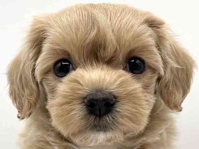 京都府のマルプー(マルチーズ×プードル) (ひごペットフレンドリーイオンモール高の原店/2025年11月29日生まれ/女の子/クリーム)の子犬